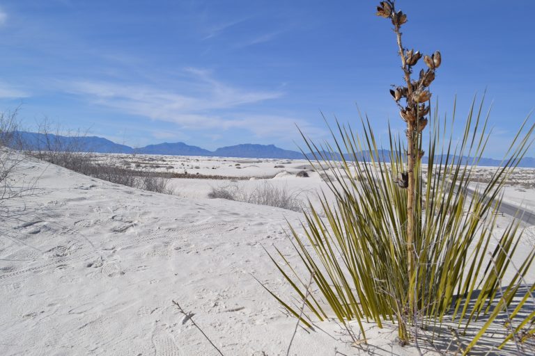 Why is the sand white at the White Sands National Monument?