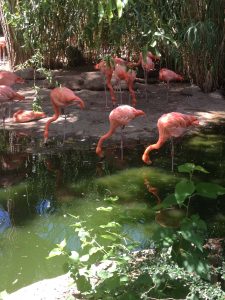 Flamingos