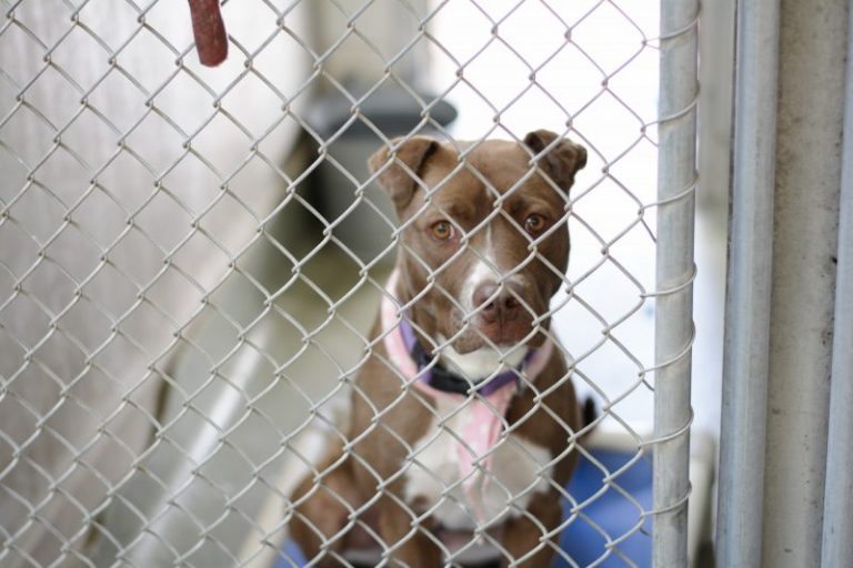 Program Provides Dogs and Juveniles with Paws-itive Start