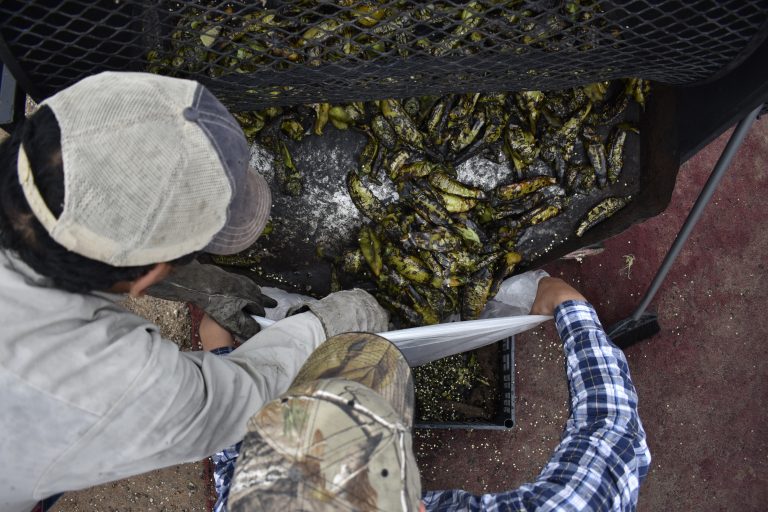 Chile festival spices up small town