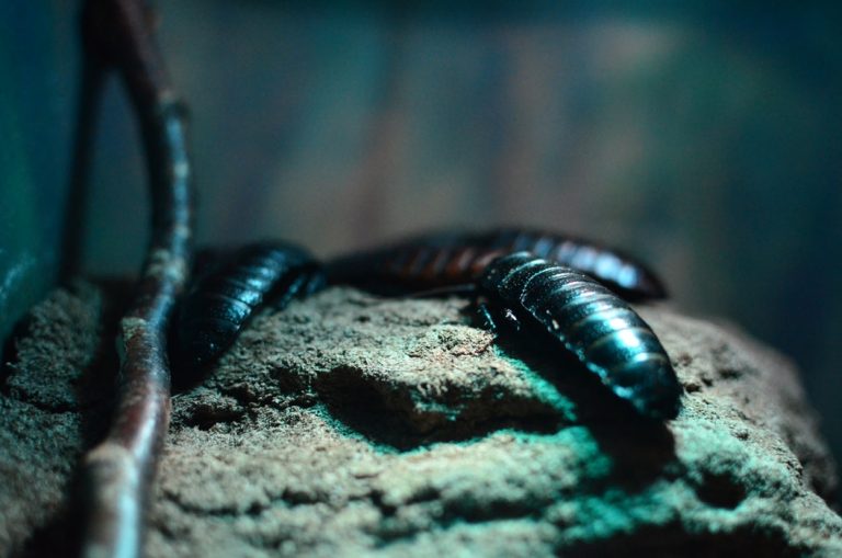 New cockroach species flourish in NM; infestation reports are up