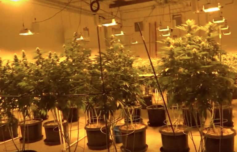 Marijuana industry anticipates legalization for recreational use in N.M.