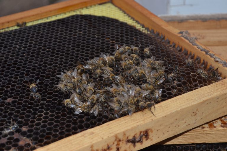 The buzz to help save honey bees