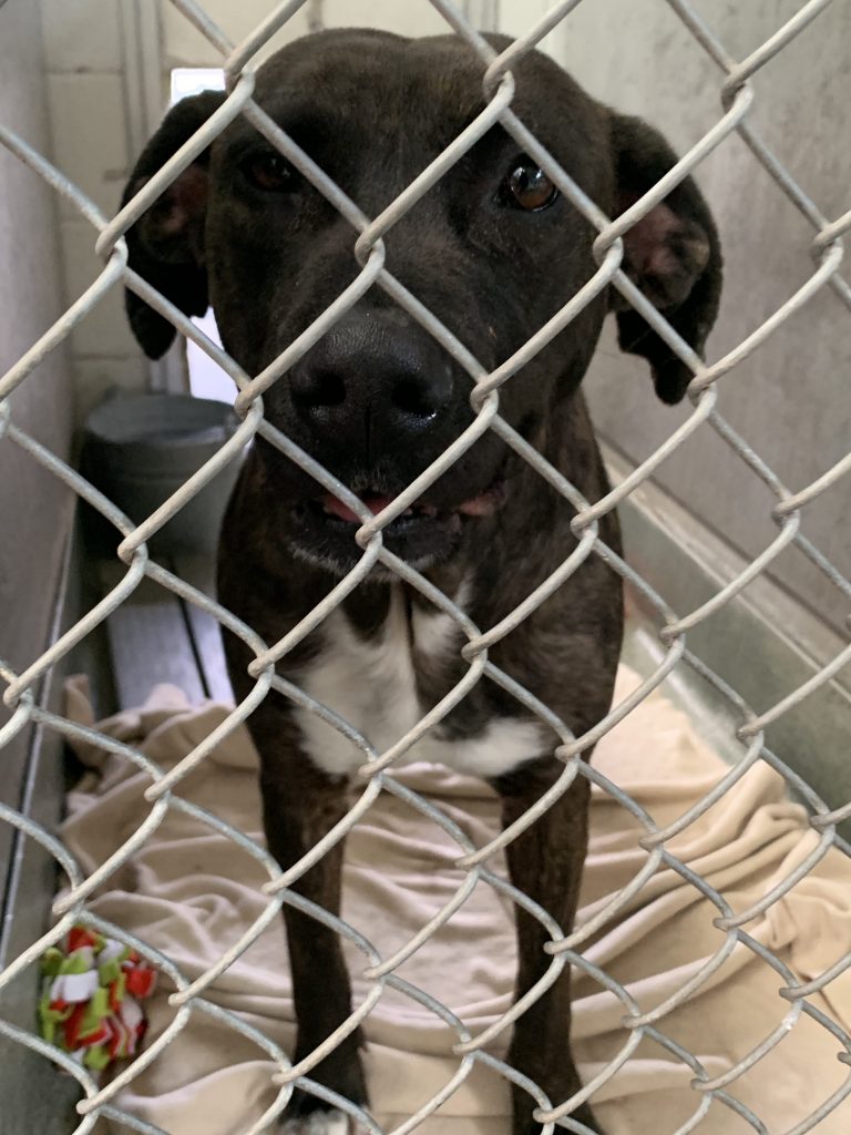 Valencia County needs spay and neutering services New Mexico News Port