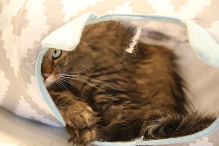 Catopia promotes pet adoption through cafe experience