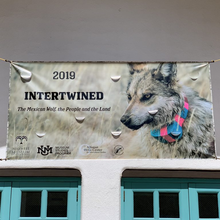 UNM Museum on Dwindling Wolves in New Mexico