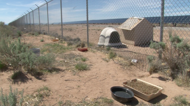 Valencia County deals with dog dumping