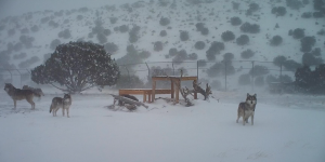 Mexicangraywolves