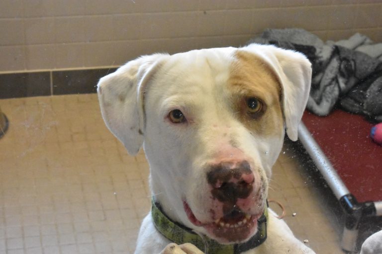 Community works to change views on pit bulls