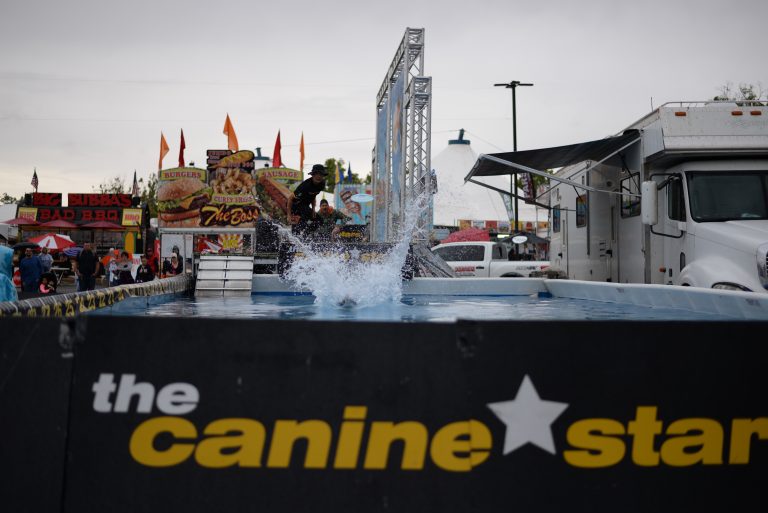 Canine stars dazzle at the fair