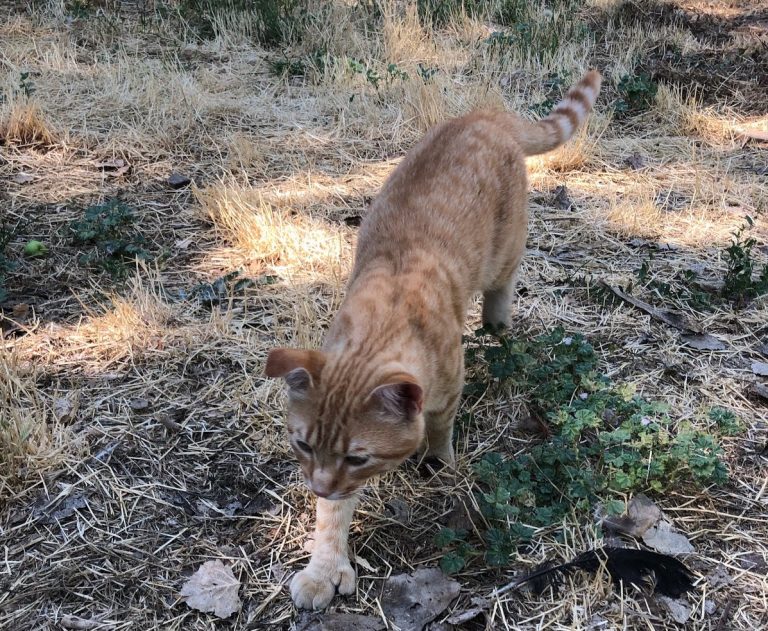 Programs aim to reduce feral cat population