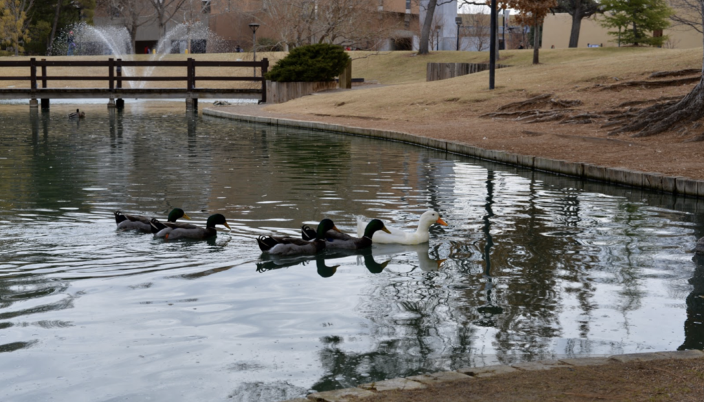 Unm Duck Pond Prepares For Biennial Draining New Mexico News Port,Domesticated Red Fox Pets