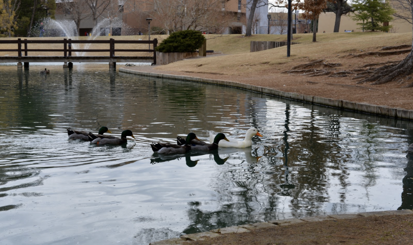 photo of UNM duck pond