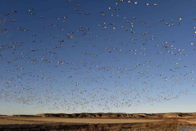 Drones for Ducks