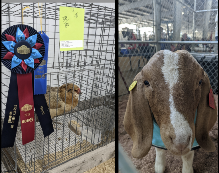 Young New Mexican talents on display again at state fair