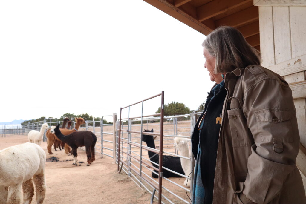 Local alpaca fleece makes for a soft, warm winter – New Mexico