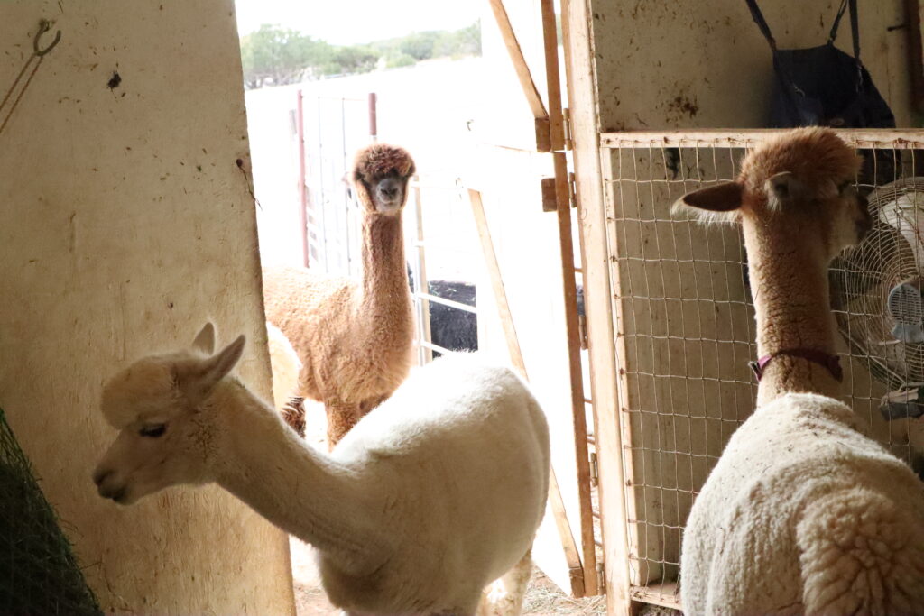 Bethlehem farm store sells Alpaca fleece