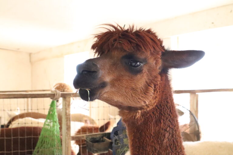 Local alpaca fleece makes for a soft, warm winter