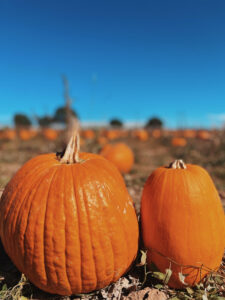 Pumpkins Ground