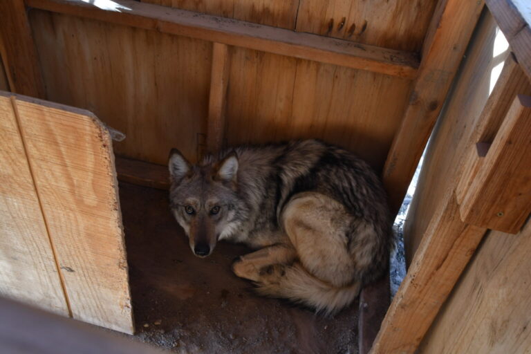 Mexican gray wolf compensation proposals move in Santa Fe