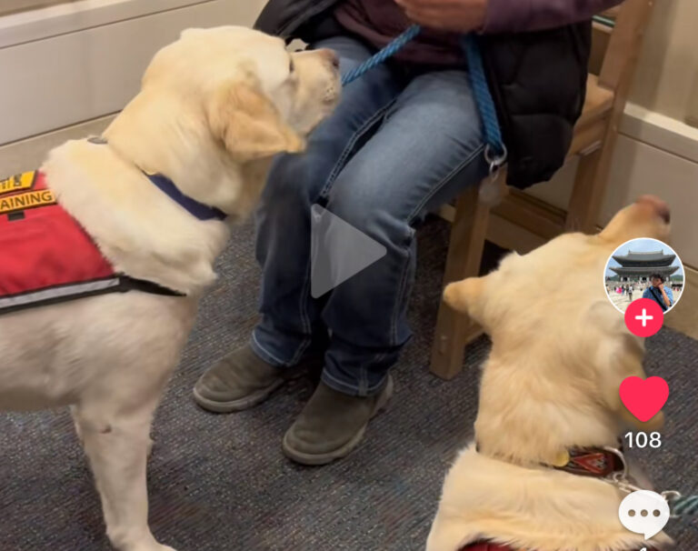 Assistance dogs lighten the mood at the Roundhouse