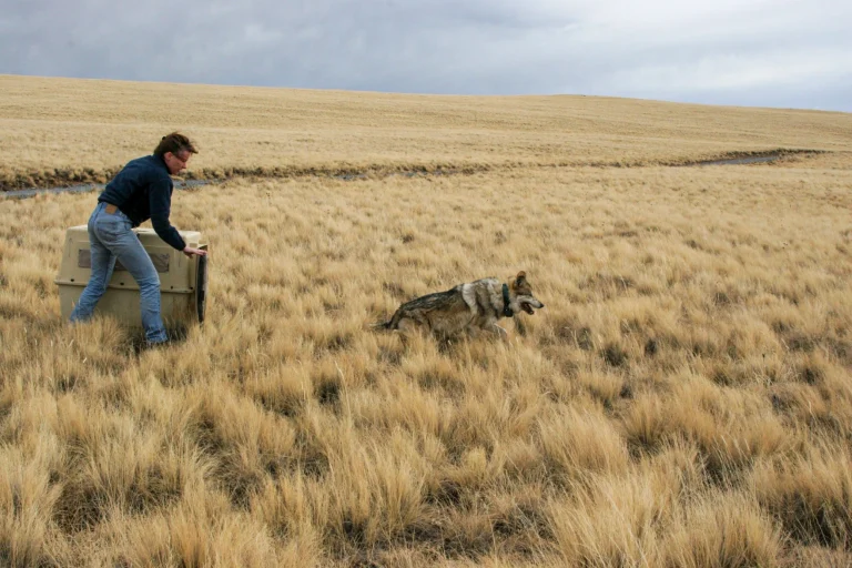 Proposed Endangered Species Act rollbacks could limit future habitat for Mexican wolves
