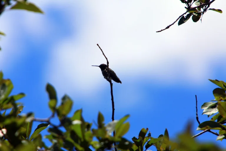 Common birds aren’t so common anymore. Here’s how you can help count them.