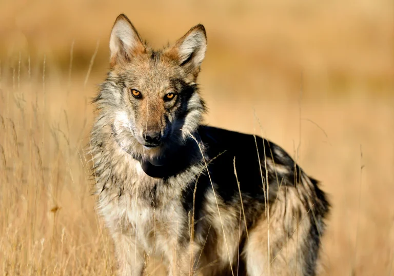 New federal grazing plan would impact ranchers and Mexican wolf protections