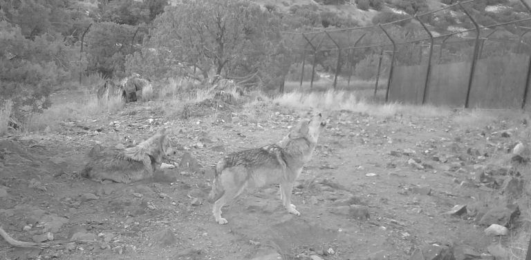 Mexican Gray Wolves: An Unlikely Endangered Species, Podcast Episode One 