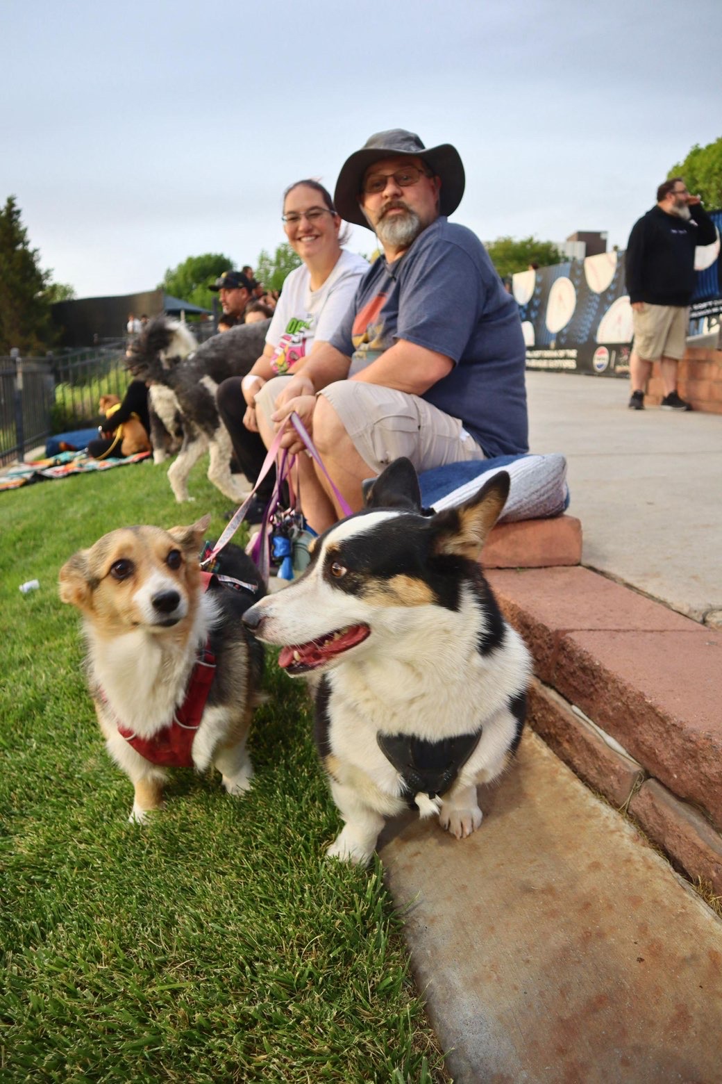 Two baseball fans sit in the grass holding the leashes of two adorable corgis.