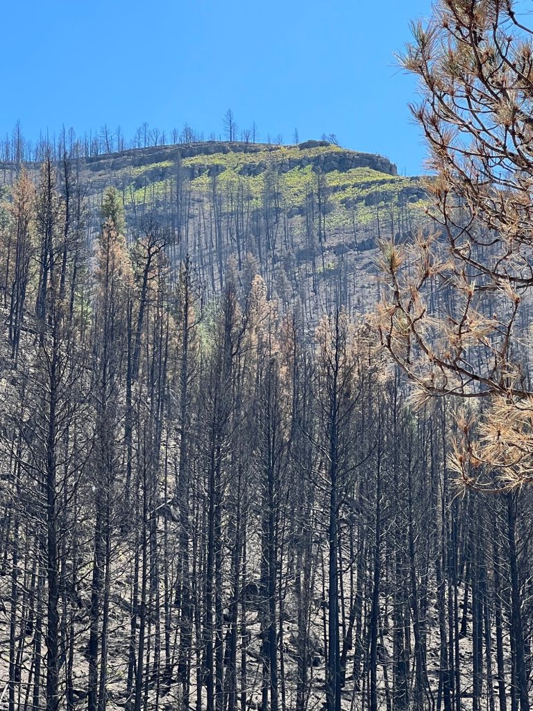 Vegetation begins to return above the burn scar left by the Hermits Peak/Calf Canyon Fire near Las Vegas on June 1, 2022. New Mexico is seeking more than $61 million from FEMA for ongoing flood control and debris removal. 
