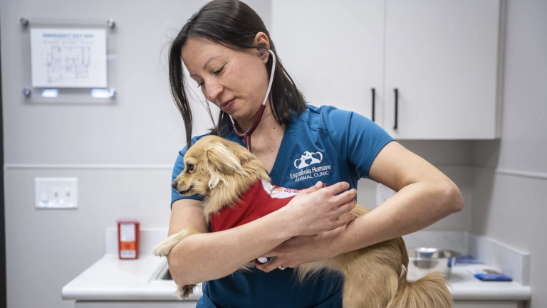 Report details ‘systemic failures’ in New Mexico’s animal welfare systems, calls for new state agency