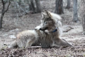 A Mexican wolf rests shortly after a release.