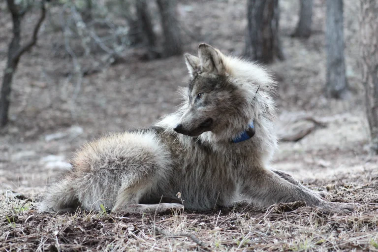 Feds say New Mexico’s lobos are ‘nonessential.’ Conservationists object