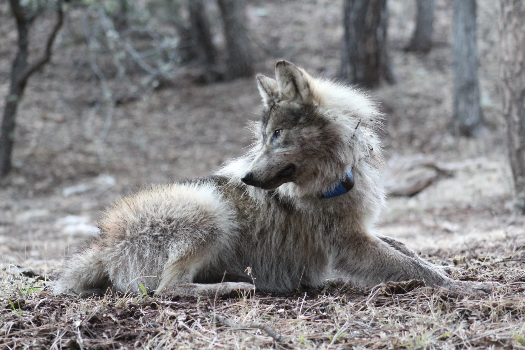 A Mexican wolf rests shortly after a release.